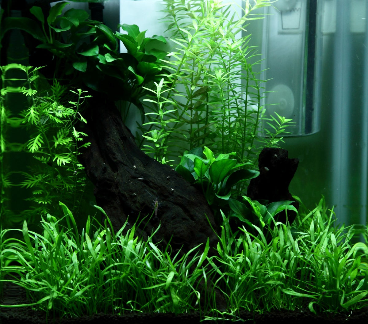 Tropica planted aquarium Layout 92