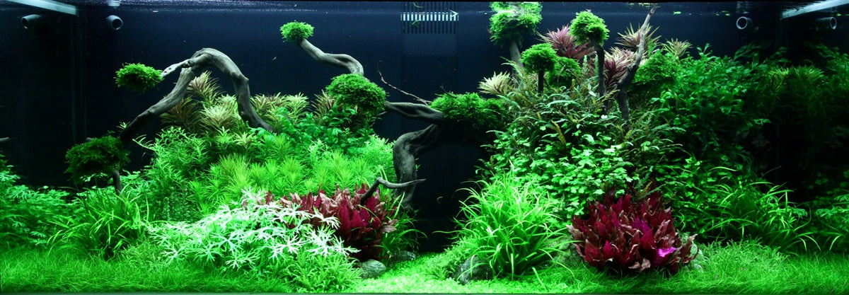 Tropica Layout 96, a 300 litre planted aquascape by Adrie Baumann