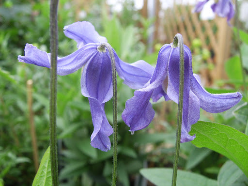 Clematis 'Budapest' 2 Litre single cane