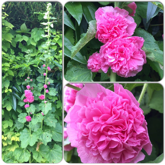 Alcea rosea Double Rose | Double Flowered Hollyhock