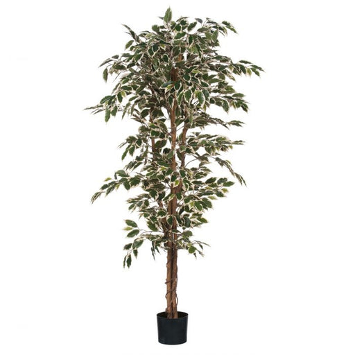 Ficus Green Plant 180 x 90cm