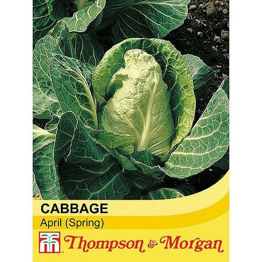 Cabbage Spring April