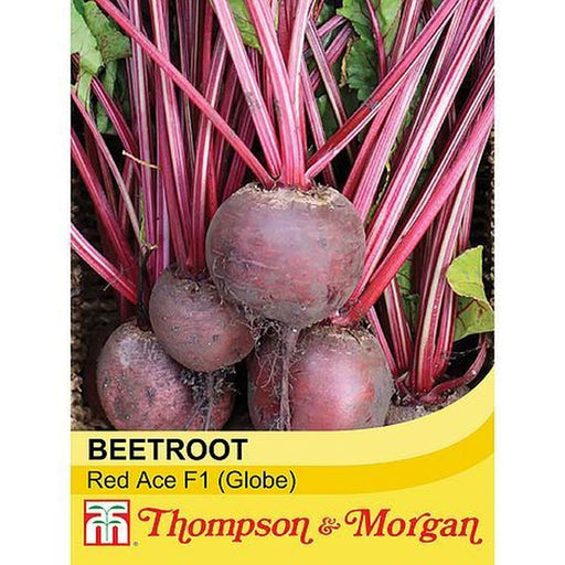 Beetroot Red Ace Hy