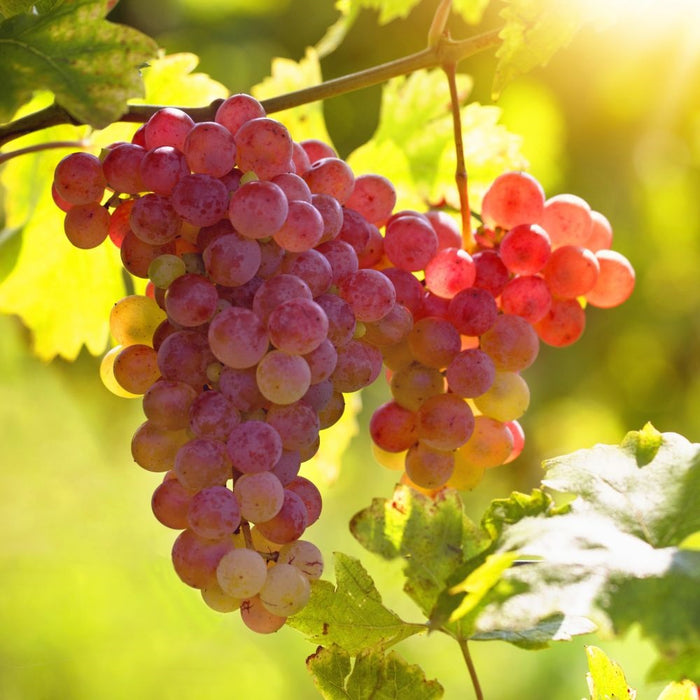 Vitis 'Summer Sweet' | Grape 'Summer Sweet'