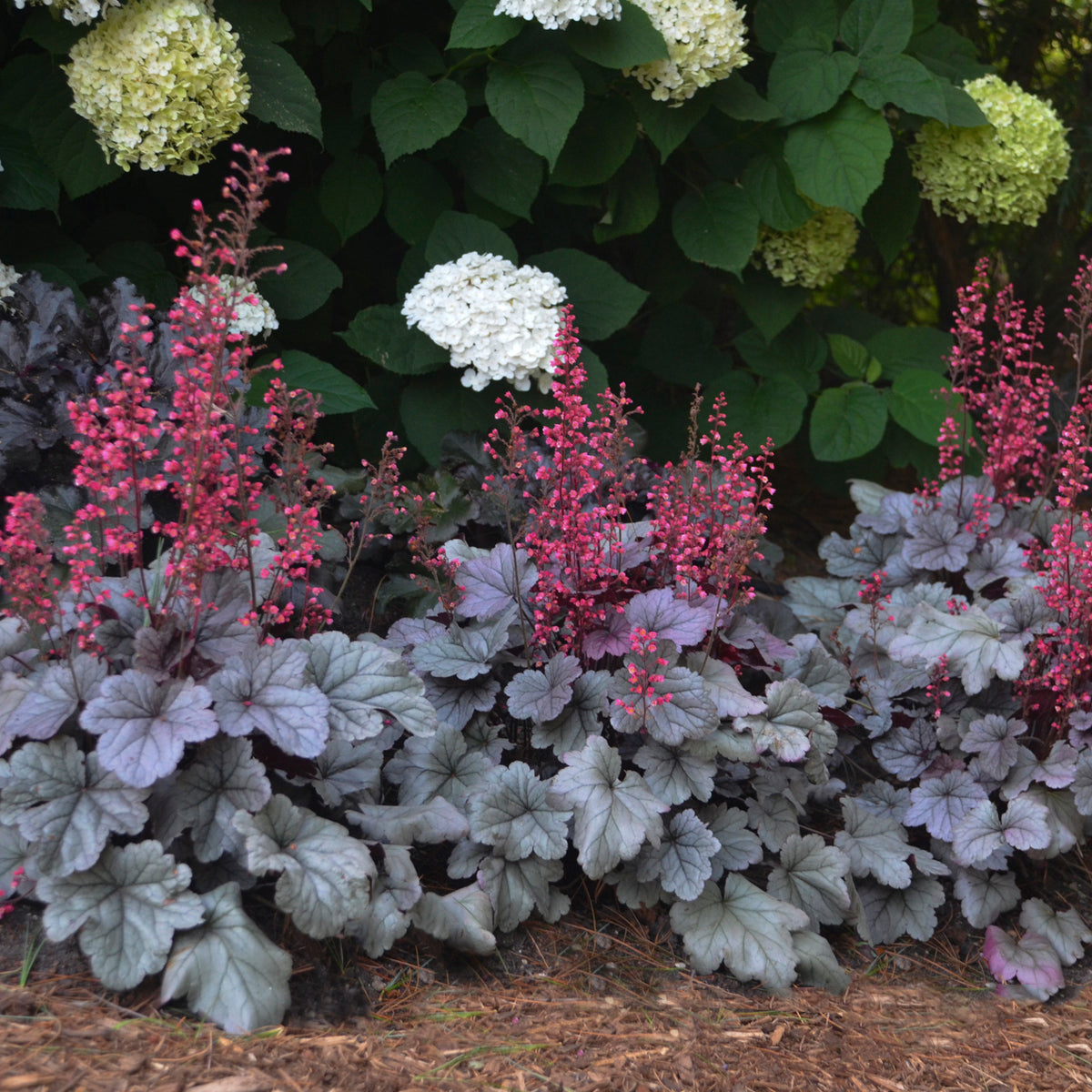Plants for Pots & Small Spaces