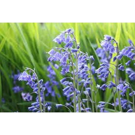 Bluebells | Hyacinthoides Non Scripta Pack of 10