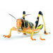Locust Hoppers 4th Pre-Pack 28-32mm