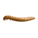 Mealworms Large 18-26mm