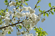 Prunus Avium Plena