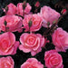 Queen Elizabeth Floribunda Rose 4.5 Litre