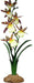 Komodo Spider Orchid