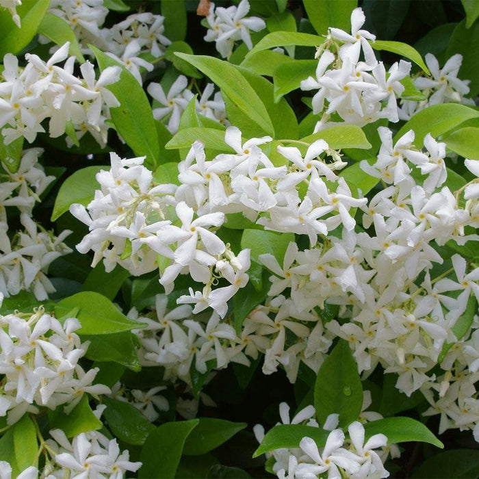 Trachelospermum jasminoides - Very Fragrant
