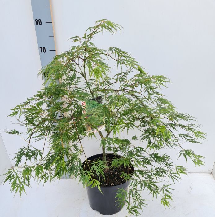 Acer Palmatum Dissectum (50-60cm - Tall)