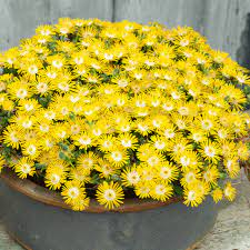 Delosperma Suntropics Yellow 9cm