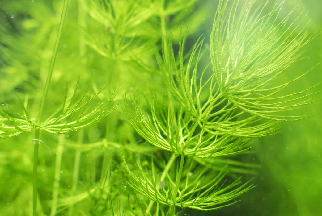 Ceratophyllum Demersum -  Oxygenating Aquatic Plant