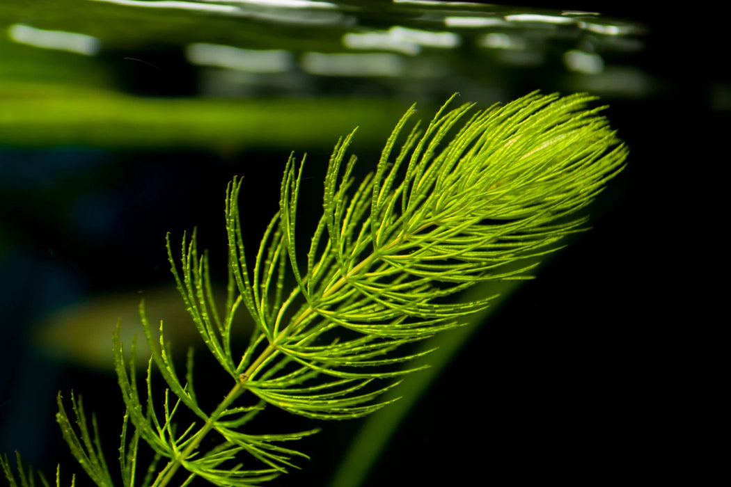 Ceratophyllum Demersum -  Oxygenating Aquatic Plant
