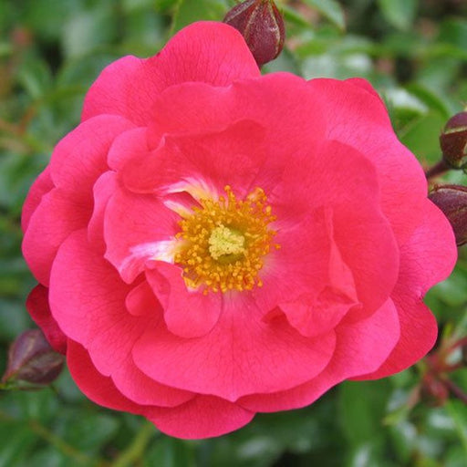 Flower Carpet Pink Supreme Standard Rose Repeat Flowering 10 Litre