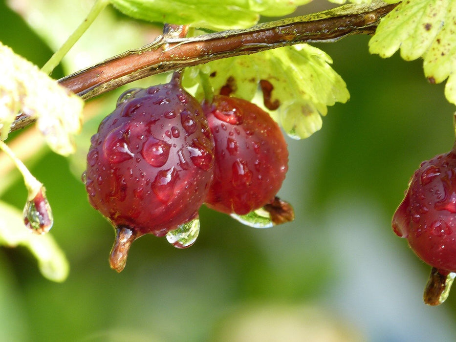 Gooseberry | Ribes 'Hinnonmaki Red'