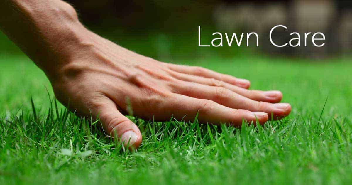 Top tips before sowing lawn seed