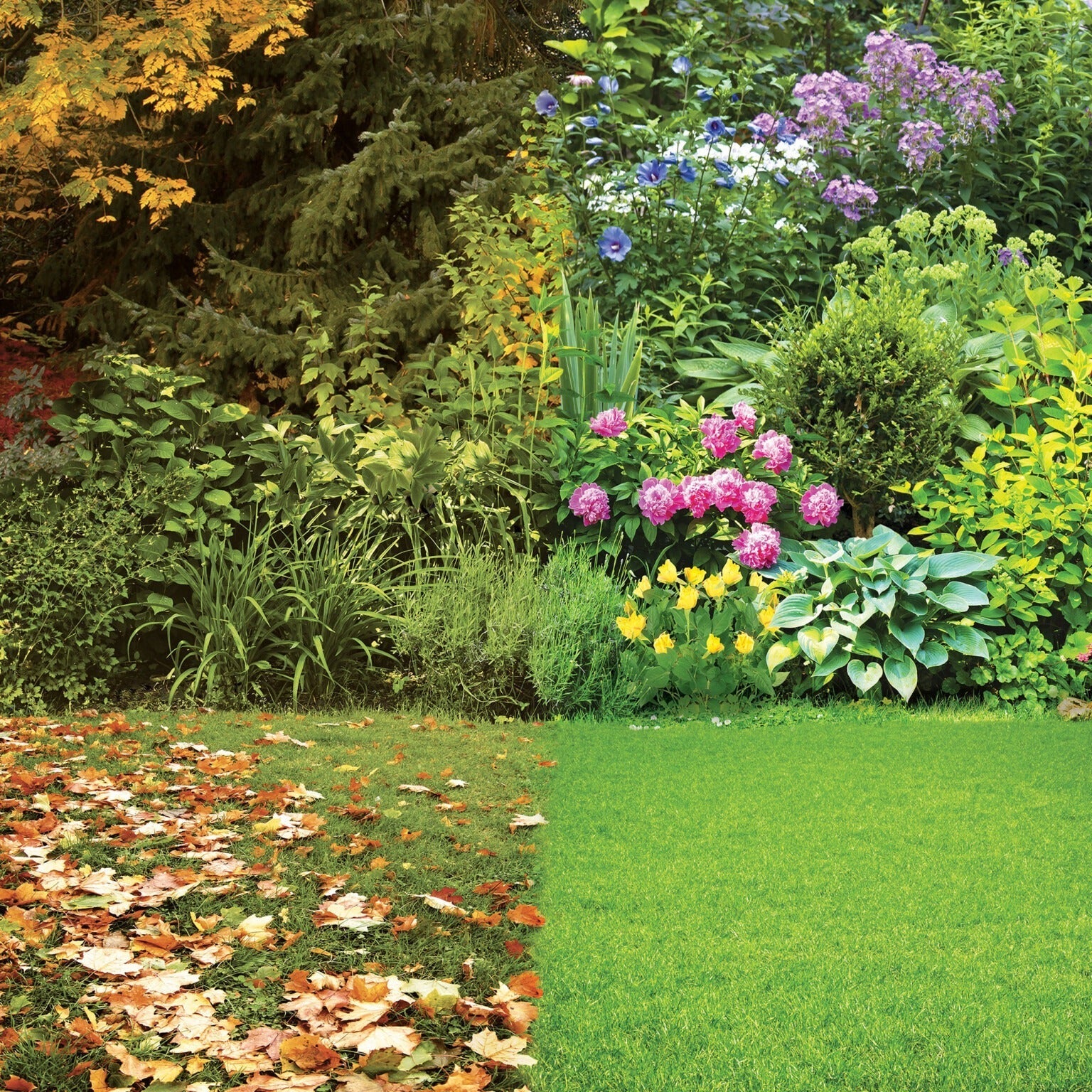 Autumn Lawn Care