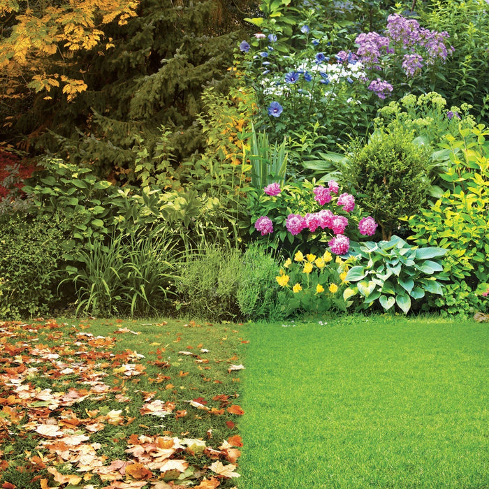 Autumn Lawn Care