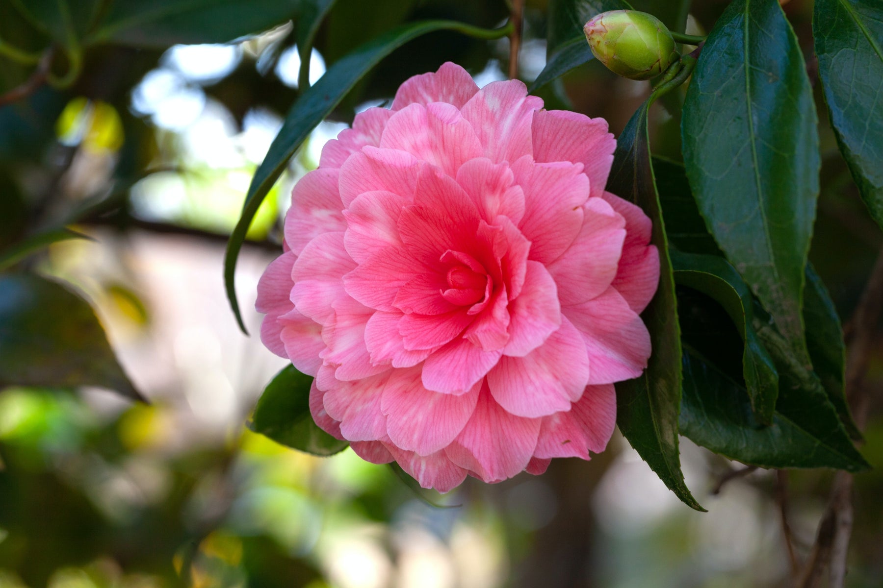 Camellia – Tropical surprise in winter coat