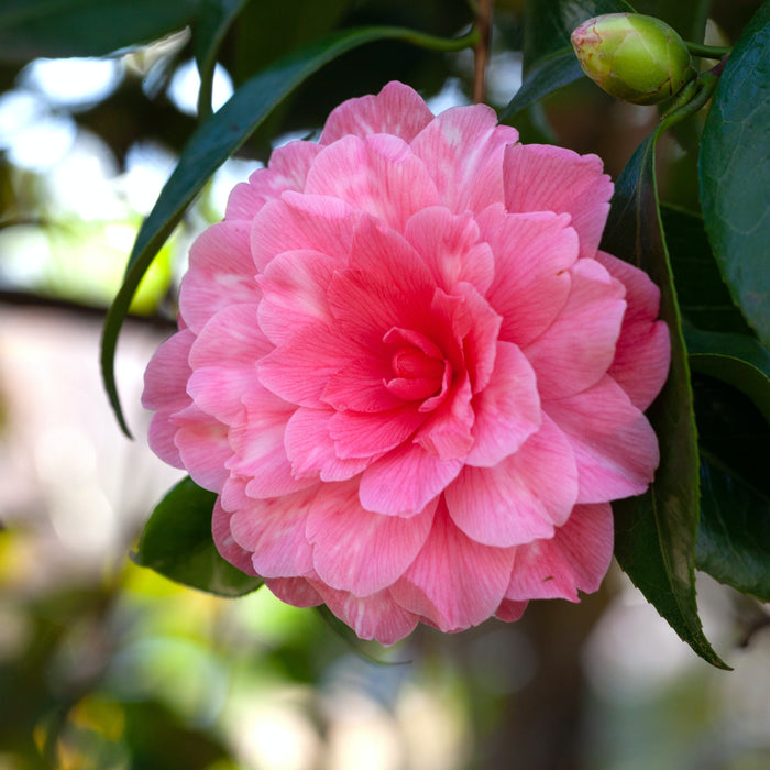 Camellia – Tropical surprise in winter coat