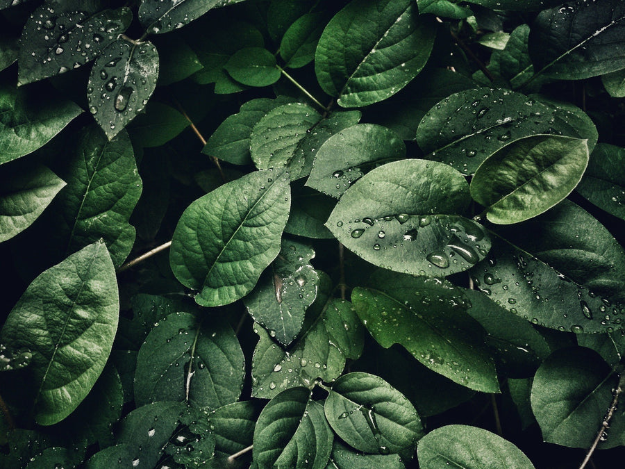 Plants