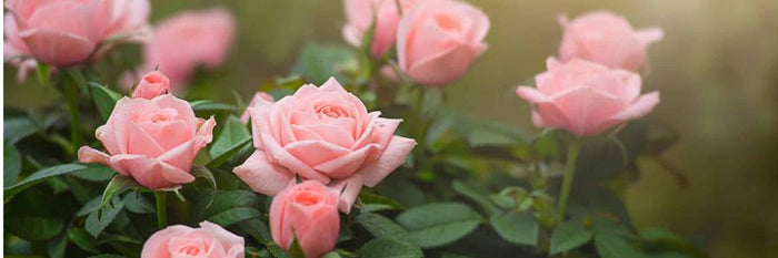 Patio Rose