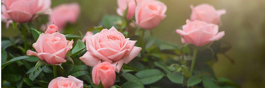 Patio Rose