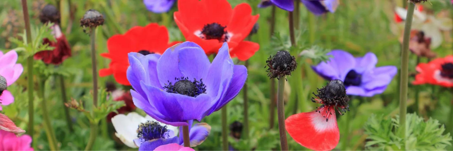 Anemone Summer Bulbs