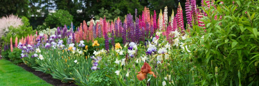 Create a Cottage Garden