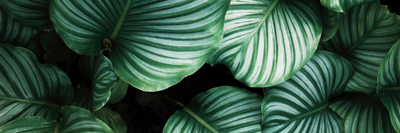 Indoor Plants