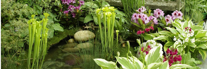 Pond Plants