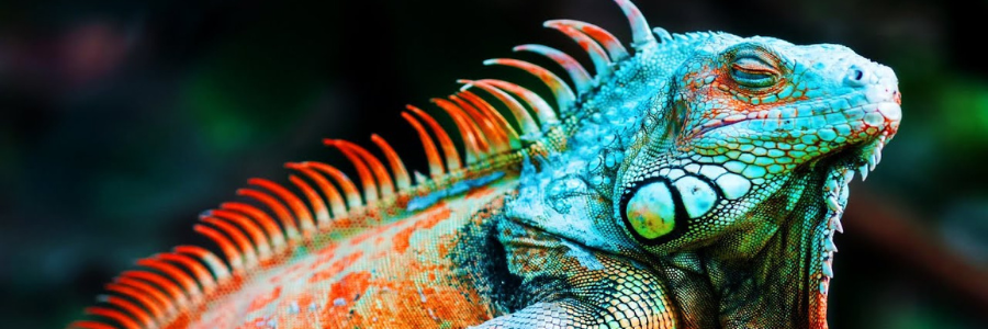 Reptile disinfectant online