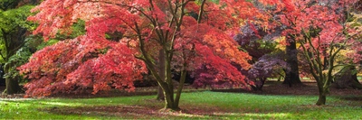 Trees Suitable For Large Gardens