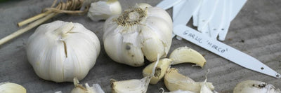 Garlic Bulbs