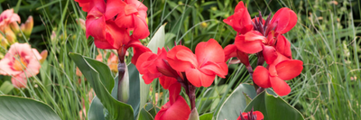 Canna Bulbs