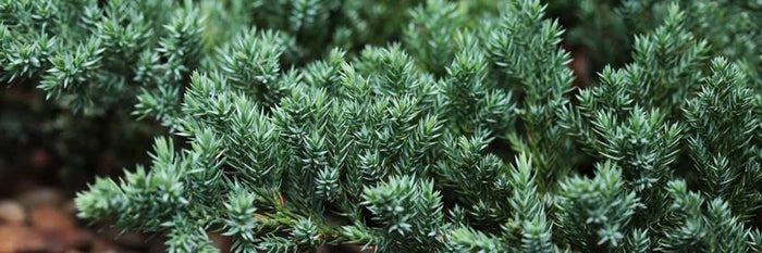 Conifers