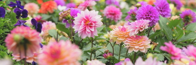Summer Flowering Bulbs - All