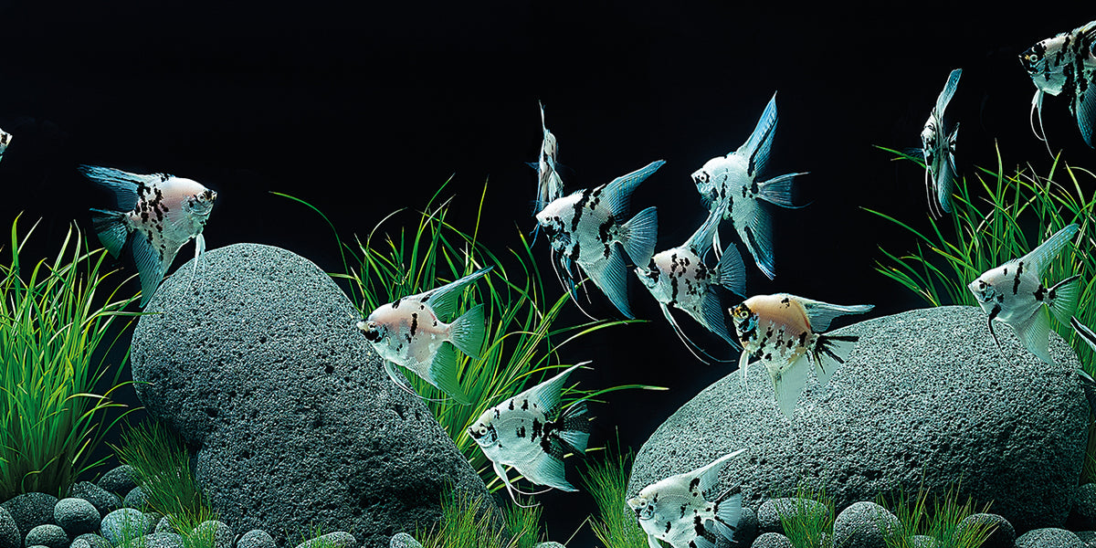 Aquarium Rock Natural Fish Tank Stone 3kg Decoration Set GREEN ANGEL