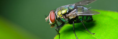 Fly Catchers