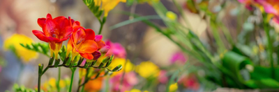 Freesia Bulbs