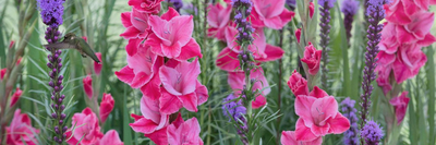Gladioli Bulbs