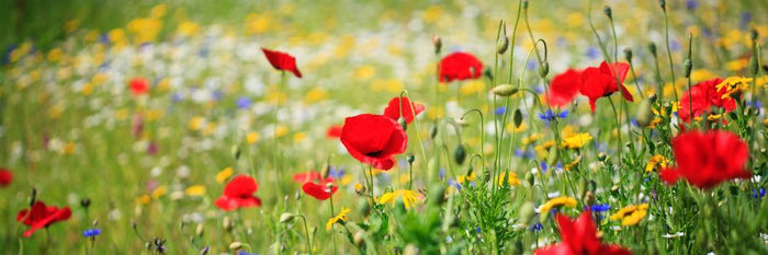 Seeds For Butterflies & Bees
