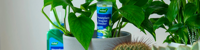 Indoor Plant Food
