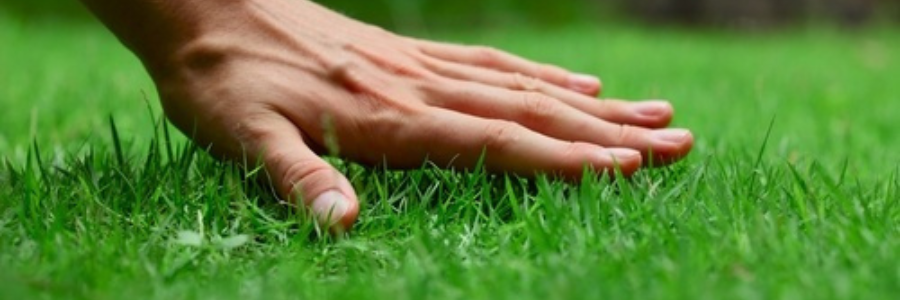 Lawn Seed