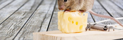 Rat and Mouse Traps
