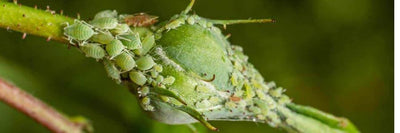 Pest Control