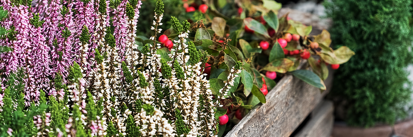 Plants for Winter Colour